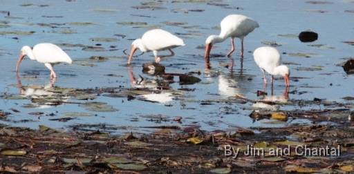  White Ibises  Saint Marks National Wildlife Refuge
