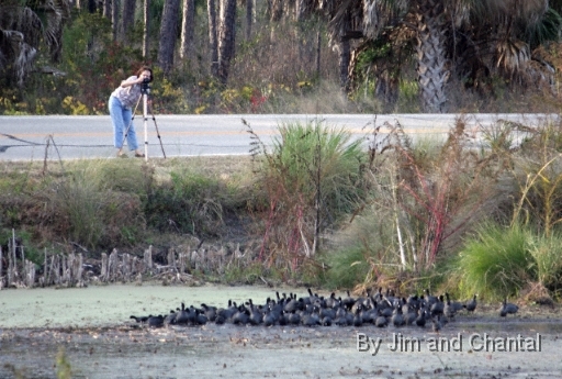  Photographer and birds at the Headquarters Pond  Saint Marks National Wildlife Refuge