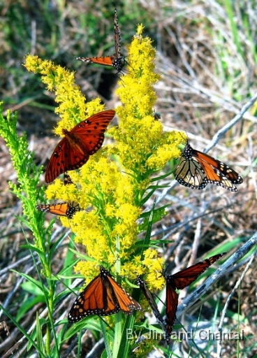  Gulf Fritillary and Monarchs. The Monarchs overwinter here.  Saint Marks National Wildlife Refuge