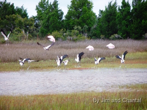  Mixed flock of Roseate Spoonbills (Ajaia Ajaja) and Wood Storks at St. Marks National Wildlife Refuge, near Panacea, Florida.