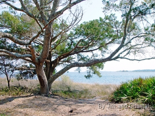  An Oak tree near the ocean at St. Marks National Wildlife Refuge, near Panacea, Florida.