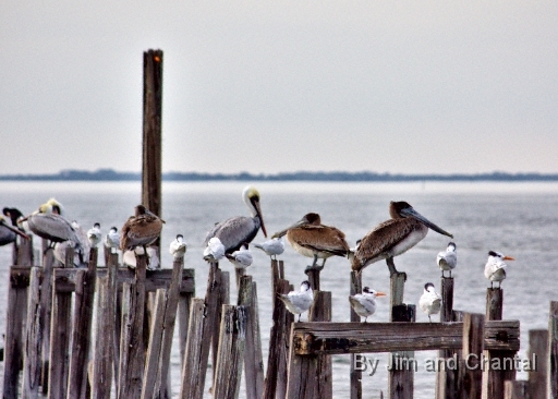  Pelicans and other birds on pilings   Saint Marks National Wildlife Refuge