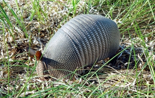  Armadillo doing what it does best, rooting in the grass  Saint Marks National Wildlife Refuge