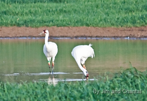  Whooping Cranes in a cow pasture near Tallahassee Florida