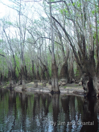 Tupelo Trees along Telogia creek