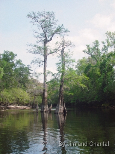  Tupelo Trees along Telogia creek