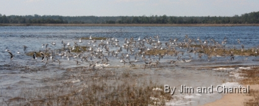  Images from Wakulla Beach Florida