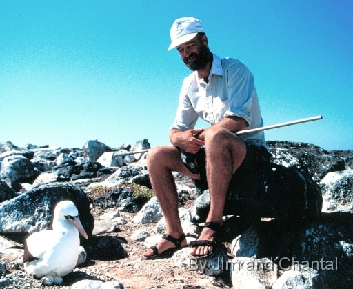  Dr. Dave Andersion observing nesting Masked Booby