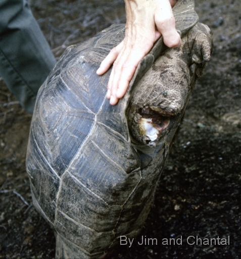  Carcass of slaughtered Galapagos tortoise with legs cut off by poachers