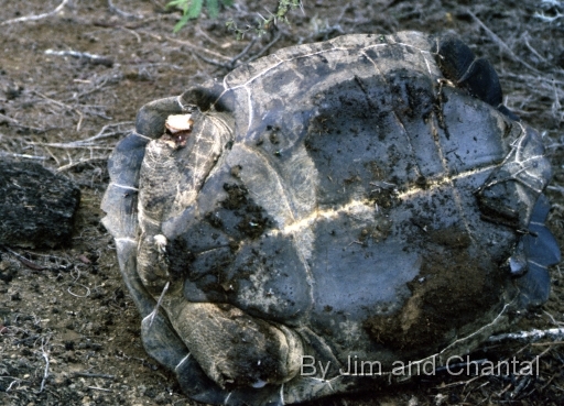  Carcass of slaughtered Galapagos tortoise with legs cut off by poachers (view of plastron).