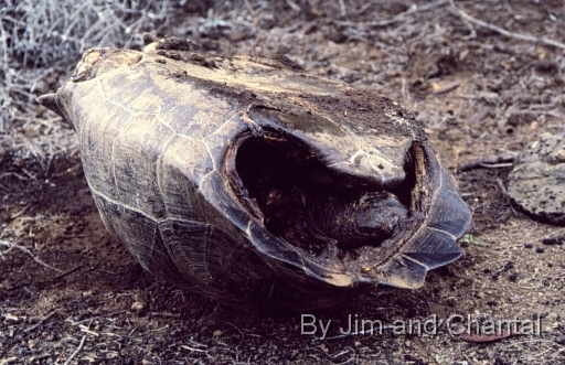  Recently killed Galapagos tortoise