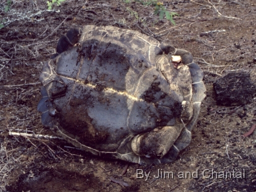  Recently killed Galapagos tortoise (another view)