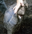 tortoise-poaching-02