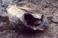 tortoise-poaching-04