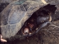 tortoise-poaching-08