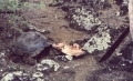 tortoise-poaching-09
