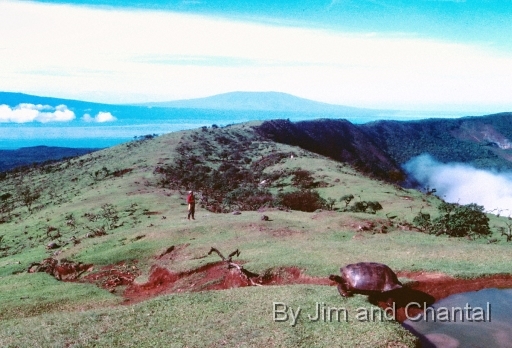  Vegetation severely damaged by non-native goats on Alcedo Volcano rim
