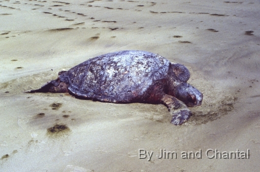  Dead Sea Turtle on beach near Puerto Villamil, Isabela Island