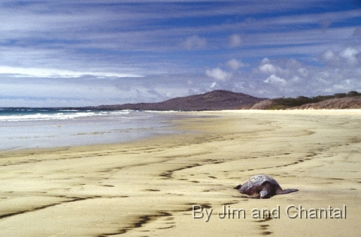  Wide view of dead Sea Turtle on beach near Puerto Villamil, Isabela Island