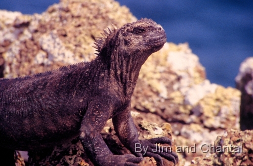  Marine iguana on lava with ocean in background