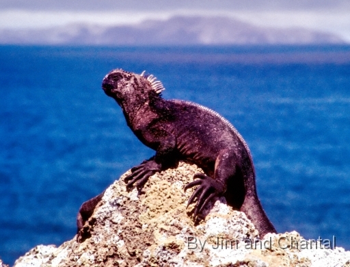  Marine iguana on lava with ocean and island in background