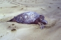 dead-marine-turtle