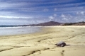 dead-turtle-puerto_villamil-beach