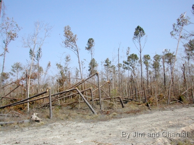  Forest damage on Lower Bay Rd. near Port Bienville,   southwestern Hancock Co., Mississippi.
