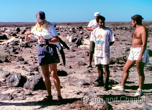  Dr. Chantal Blanton examining Masked Booby