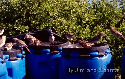  Water supplies and birds at the Espanola camp