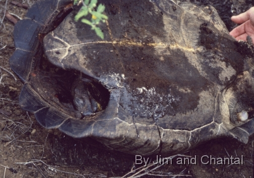  Carcass of slaughtered Galapagos tortoise with legs cut off by poachers (another view).