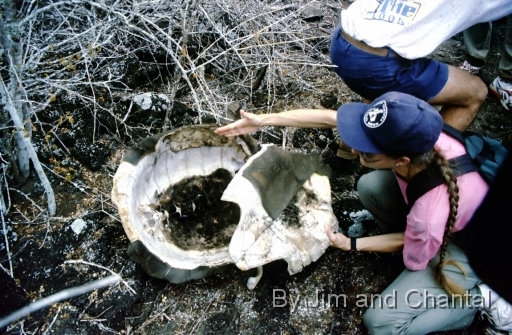  CDRS station director indictes how a machete was used to slice open a Galapagos tortoise