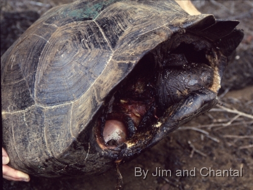  Close up view of recently killed Galapagos tortoise