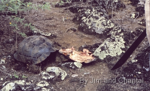  Carcass of slaughtered Galapagos tortoise cut in half.