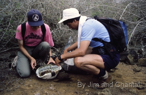  Old carcass of slaughtered Galapagos tortoise cut in half (Machete cuts on the shell indicate poaching).