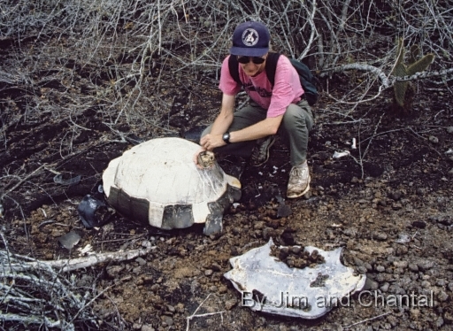  Old shell and skull of slaughtered Galapagos tortoise