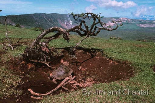  Fog condenses on a drip tree and produces an attractive habitat for tortoise on Alcedo Volcano