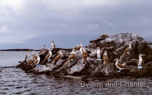  Blue-footed boobies