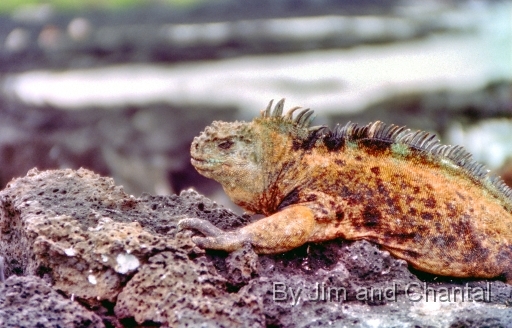  Marine iguana on lava