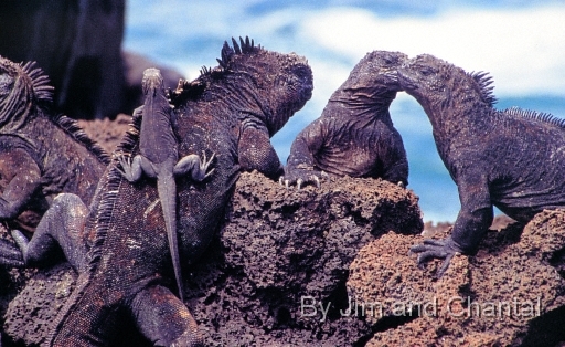  Several marine iguanas on lava rocks